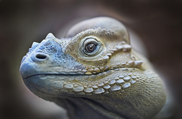 Foto iguana 2